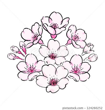 櫻花的植物插圖 124260252
