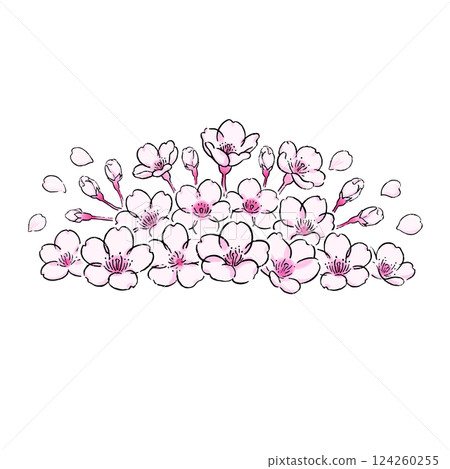 櫻花的植物插圖 124260255
