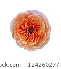 Pink flowers 124260277