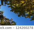 Ginkgo tree that began to color in the autumn sky 124260278