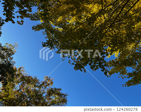 在秋天的天空開始變色的銀杏樹 在秋天的天空開始變色的銀杏樹 124260278