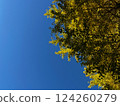 Autumn sky and ginkgo tree with colored leaves 124260279