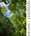 Sky looking up from the woods 124260280