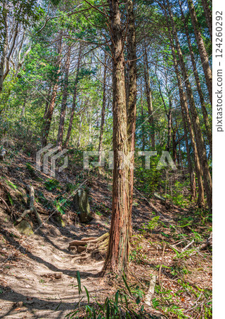 Hiking trail through the forest, Katano City, Osaka Prefecture 124260292