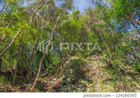 The woods beside Genji Falls, Katano City, Osaka Prefecture 124260303
