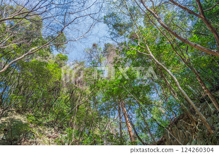 The woods beside Genji Falls, Katano City, Osaka Prefecture 124260304