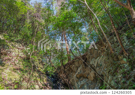 大阪府交野市源氏瀑布旁的樹林 124260305