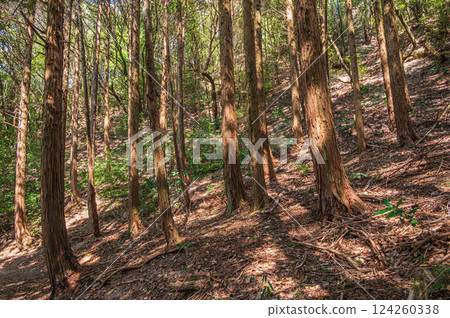Coniferous forest (cypress forest) scenery, Katano City, Osaka Prefecture 124260338