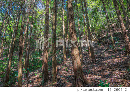 Coniferous forest (cypress forest) scenery, Katano City, Osaka Prefecture Coniferous forest (cypress forest) scenery, Katano City, Osaka Prefecture 124260342