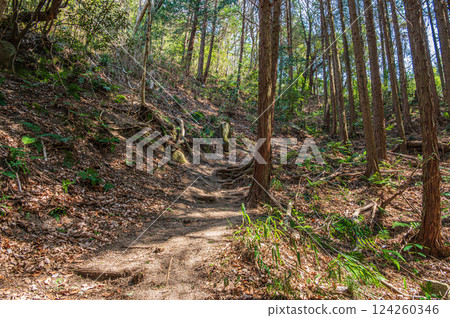 Hiking trail through the forest, Katano City, Osaka Prefecture 124260346