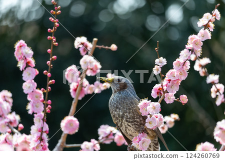 粉紅梅花和棕耳鵯 粉紅梅花和棕耳鵯 124260769