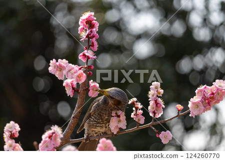 Pink plum blossoms and cute Japanese white-eyes Pink plum blossoms and cute Japanese white-eyes 124260770