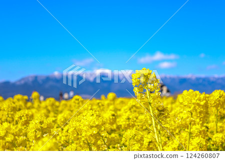 Rape flower field and snowy mountains Rape flower field and snowy mountains 124260807