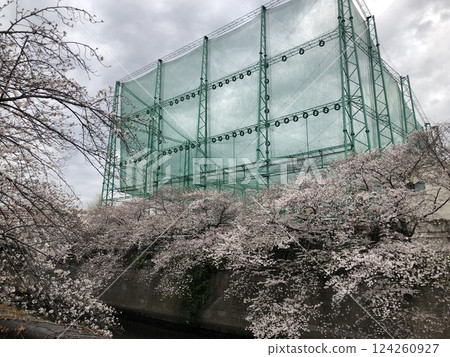 目黑川沿岸的櫻花與高爾夫練習場 目黑川沿岸的櫻花與高爾夫練習場 124260927