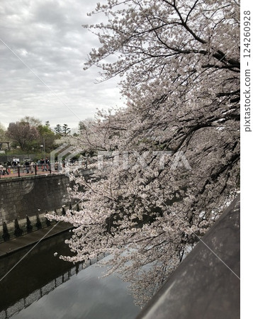 Cherry blossoms of Meguro River Cherry blossoms of Meguro River 124260928