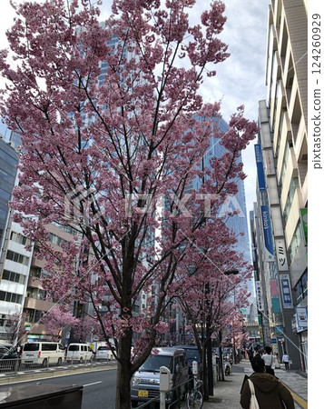 明治街的櫻花 124260929