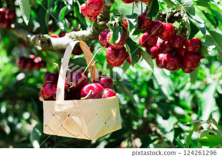 Ripe juicy cherry berry in wicker basket on tree in cherry garden 124261296