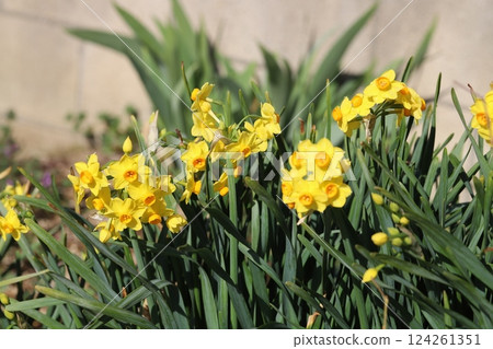 Yellow daffodil flowers blooming in the garden in early spring 124261351
