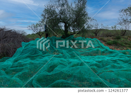 Traditional Mediterranean Olive Harvest: Fields Adorned with Green Mesh Nets 124261377