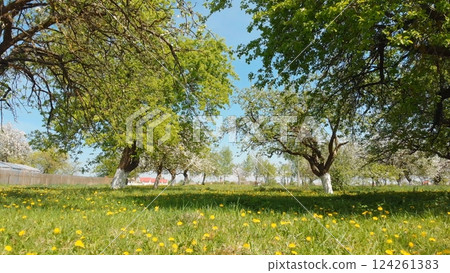 Lush green grass and yellow dandelions growing under blooming apple trees in orchard on sunny spring day 124261383