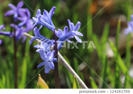 紫色風信子花在春天的田野裡盛開 124261709