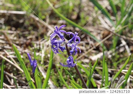 紫色風信子花在春天的田野裡盛開 124261710