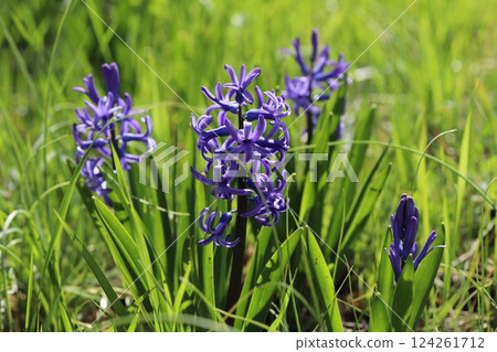 Purple hyacinth flowers blooming in a spring field Purple hyacinth flowers blooming in a spring field 124261712