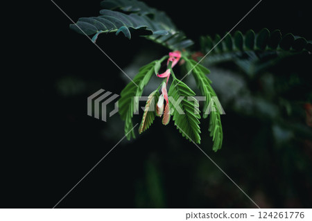 Close up small red and green leaves and dark nature background 124261776
