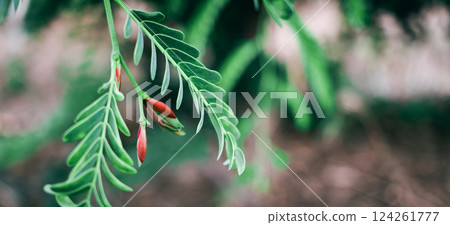 Close up small red leaves between green leaves and blur nature background 124261777