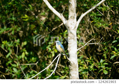 Stop at the tree branches 124261903