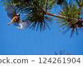 Redstart hovering 124261904