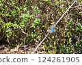 The moment when a blue-and-white flycatcher takes flight 124261905