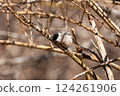Long-tailed tit taking a nap 124261906