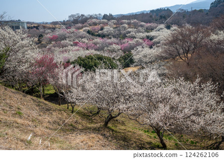 梅林市(Su野市梅市佐藤市) 梅林市(Su野市梅市佐藤市) 124262106