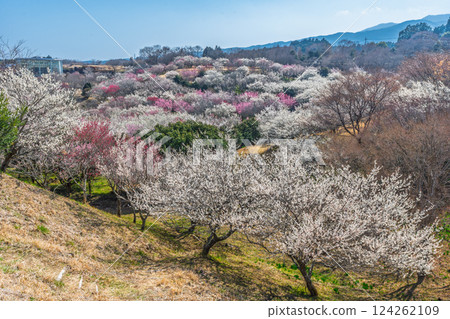 梅林市（Su野市梅市佐藤市） 124262109