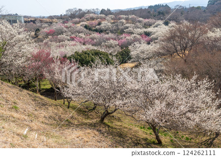 梅林市(Su野市梅市佐藤市) 梅林市(Su野市梅市佐藤市) 124262111