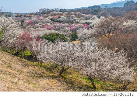梅林市（Su野市梅市佐藤市） 124262112