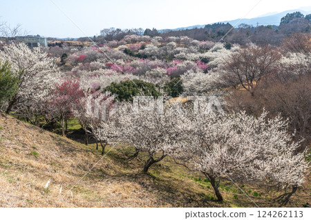 Umebayashi (Ume no Sato, Susono City) Umebayashi (Ume no Sato, Susono City) 124262113