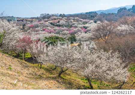 梅林市（Su野市梅市佐藤市） 124262117