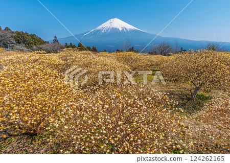 富士山和三俁黃色花田 富士山和三俁黃色花田 124262165
