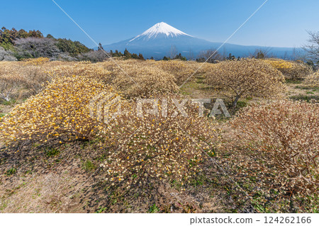 富士山和三俁黃色花田 富士山和三俁黃色花田 124262166