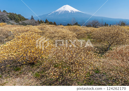 富士山和三俁黃色花田 富士山和三俁黃色花田 124262170