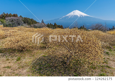Mt. Fuji and Mitsumata yellow flower field 124262175