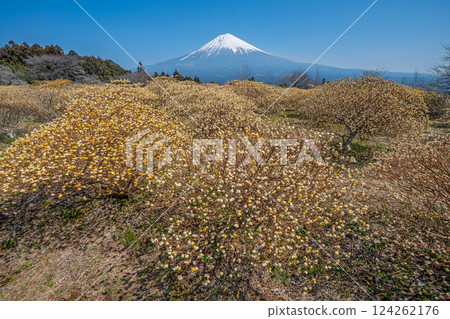 Mt. Fuji and Mitsumata yellow flower field 124262176