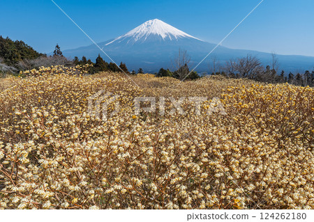 Mt. Fuji and Mitsumata yellow flower field 124262180