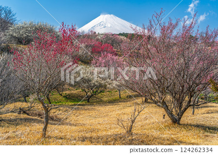 Mount Fuji and the plum grove, Susono City, Ume no Sato Mount Fuji and the plum grove, Susono City, Ume no Sato 124262334