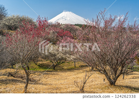 富士山與梅林、裾野市、梅之鄉 124262338