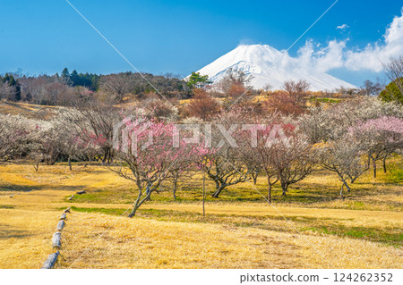 富士山與梅林、裾野市、梅之鄉 124262352