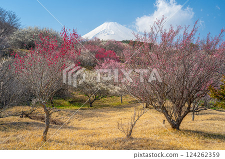 富士山與梅林、裾野市、梅之鄉 124262359