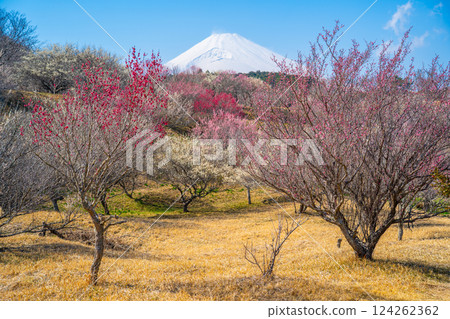 富士山與梅林、裾野市、梅之鄉 富士山與梅林、裾野市、梅之鄉 124262362
